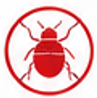 Bed bug